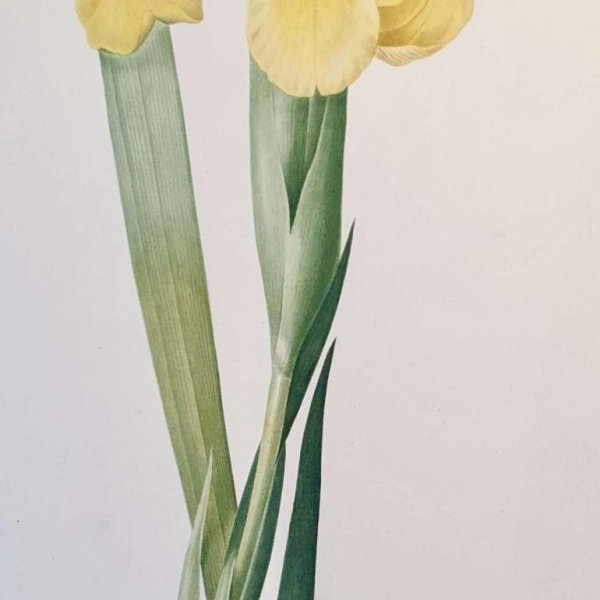 REDOUTE Pierre Joseph