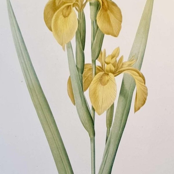 REDOUTE Pierre Joseph