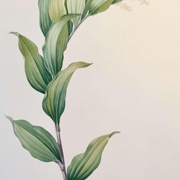 REDOUTE Pierre Joseph