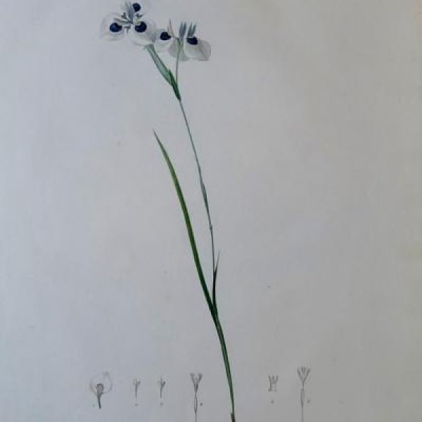 REDOUTE Pierre Joseph