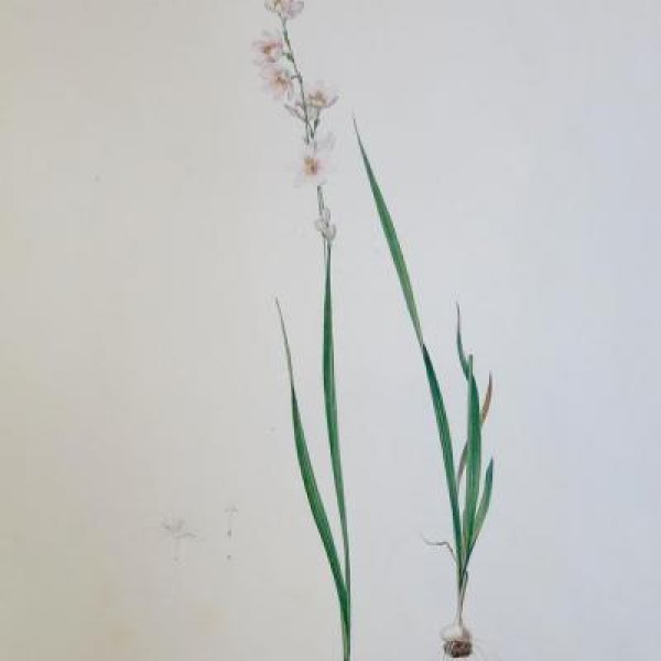 REDOUTE Pierre Joseph