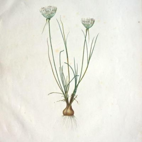 REDOUTE Pierre Joseph