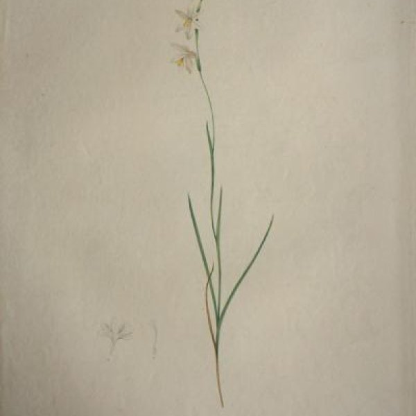 REDOUTE Pierre Joseph