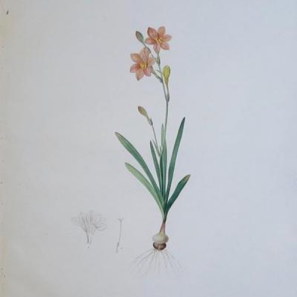 REDOUTE Pierre Joseph