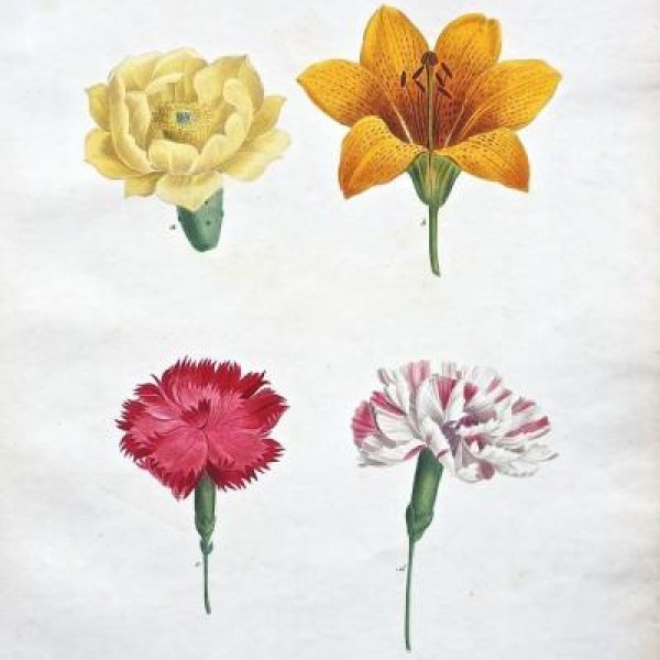 REDOUTE Pierre Joseph