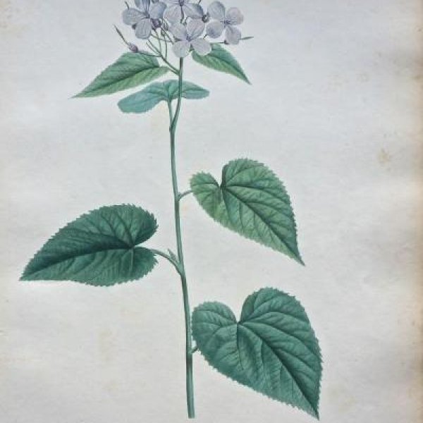 REDOUTE Pierre Joseph