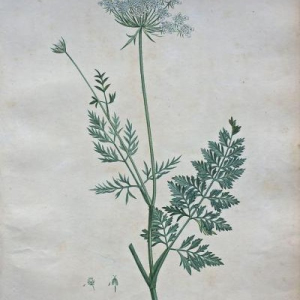 REDOUTE Pierre Joseph