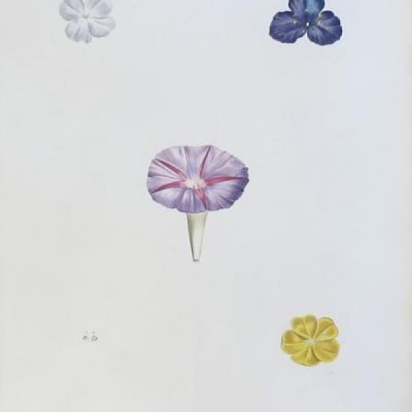 REDOUTE Pierre Joseph