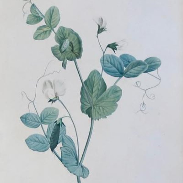 REDOUTE Pierre Joseph