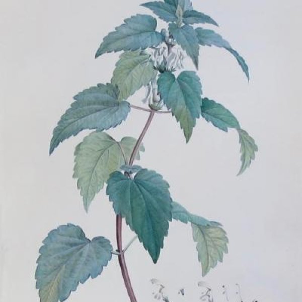 REDOUTE Pierre Joseph