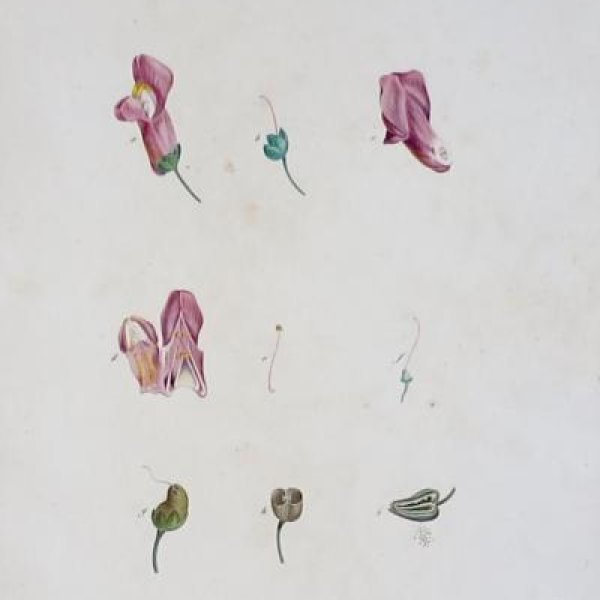 REDOUTE Pierre Joseph