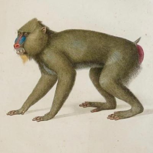 AUDEBERT Jean-Baptiste