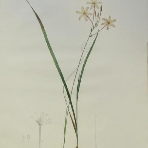 REDOUTE Pierre Joseph