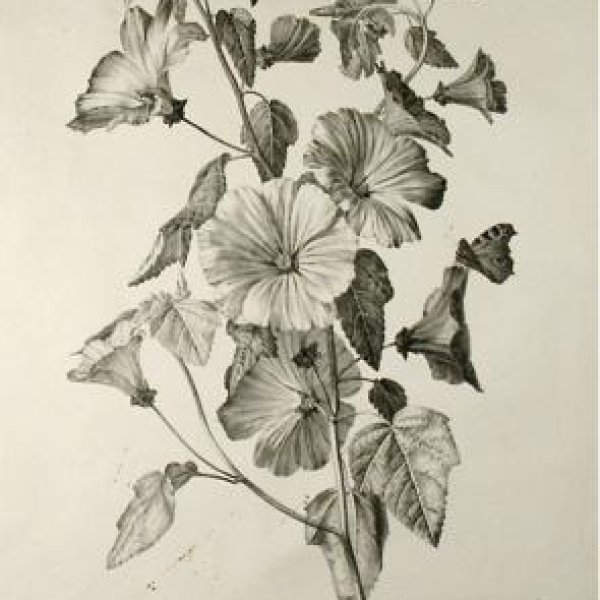 ENGELMANN Godefroy (printer-lithograph)