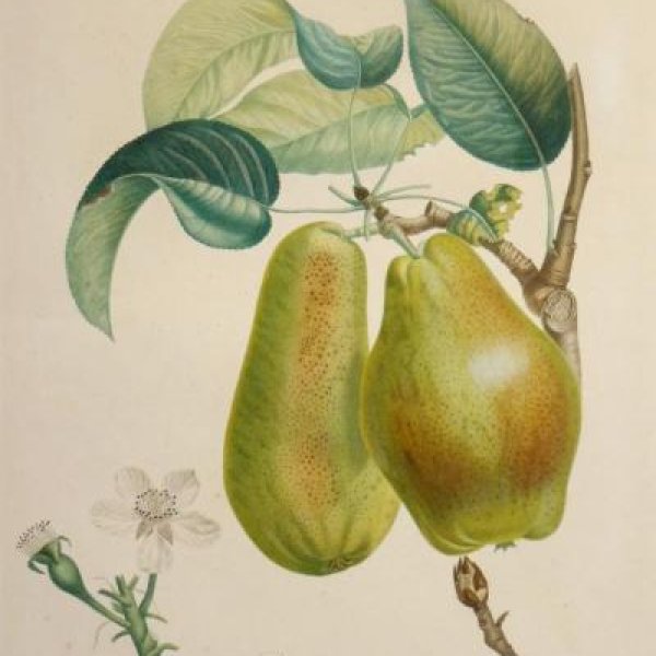 POITEAU Pierre-Antoine