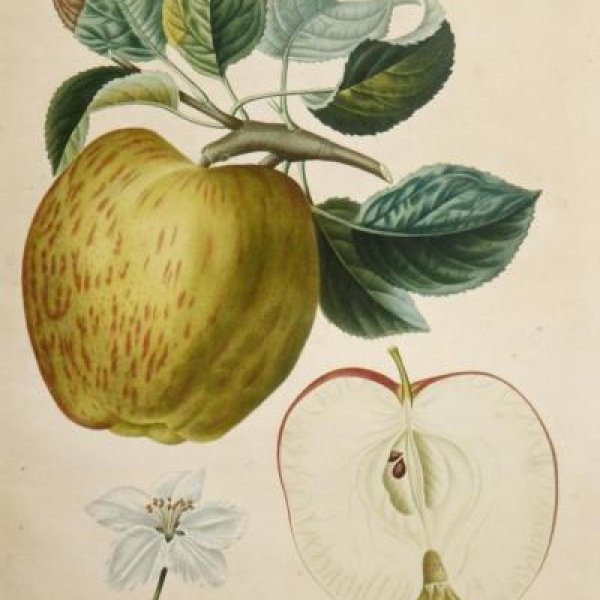 POITEAU Pierre-Antoine