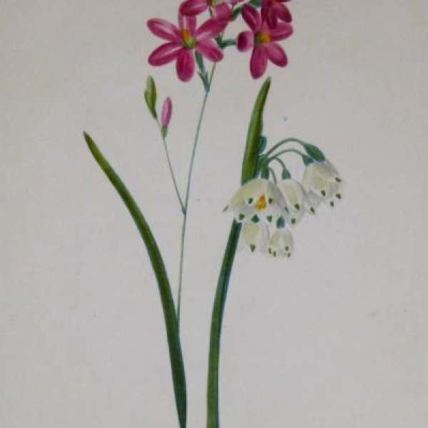 REDOUTE Pierre Joseph