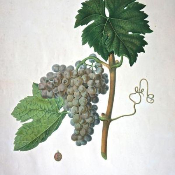 NODE-ST-ANGE Charles