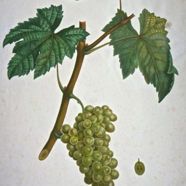 NODE-ST-ANGE Charles