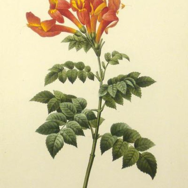 REDOUTE Pierre Joseph