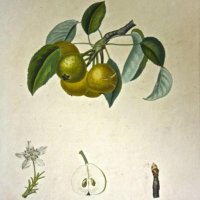 POITEAU Pierre Antoine